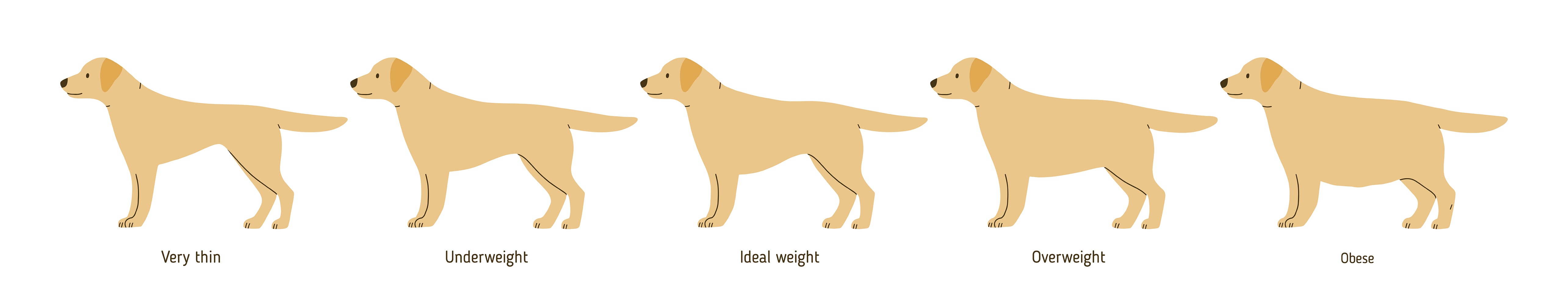 Overweight Dog Chart, Rock Hill Vet