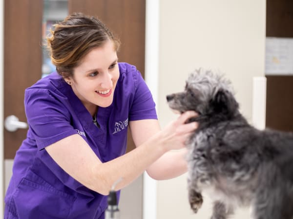 Specialists | Carolina Veterinary Specialists | Rock Hill Speciality & Emergency Vet