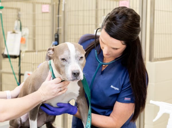 Specialists | Carolina Veterinary Specialists | Rock Hill Speciality & Emergency Vet