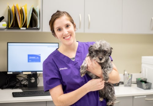 Neurology Service | Carolina Veterinary Specialists | Vet in Rock Hill | Serving the Rock Hill