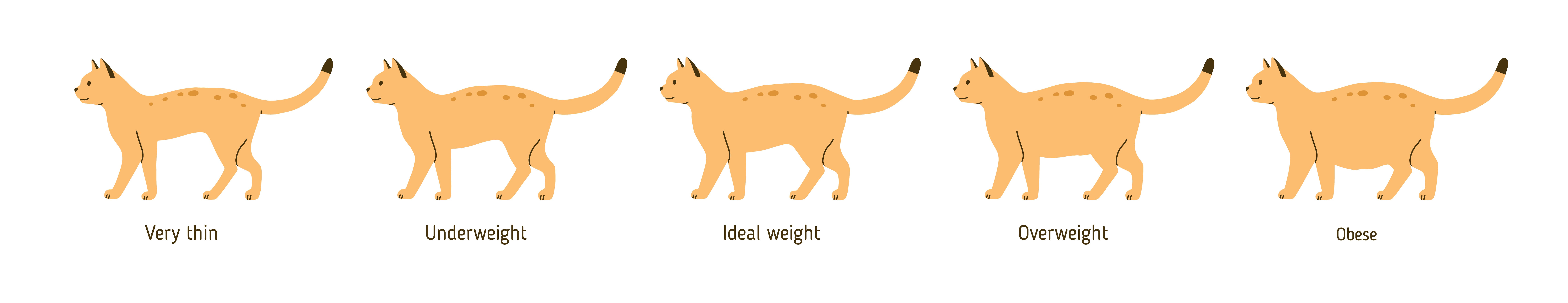 Overweight cat chart, Rock Hill Specialist & Emergency Vets